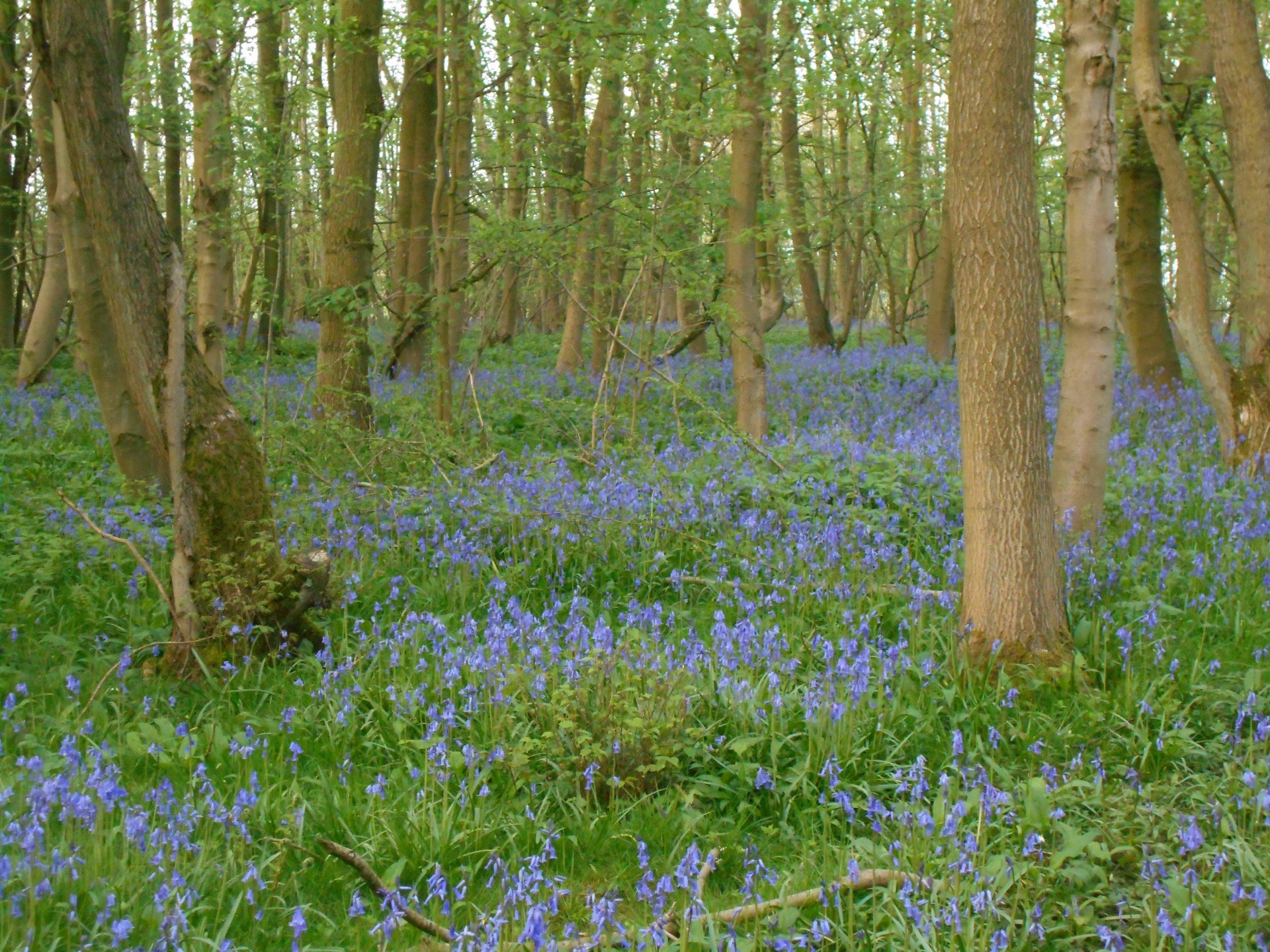 Bluebell woods nearby to Woodhouse Farm